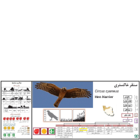 گونه سنقر خاکستری Hen Harrier